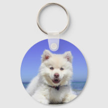 青い目を持つ白いハスキーの子犬