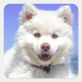 青い目を持つ白いハスキーの子犬 スクエアシール (正面)