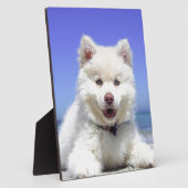 青い目を持つ白いハスキーの子犬 フォトプラーク (側面)