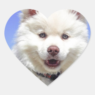 青い目を持つ白くハスキーな子犬 ハートシール