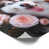 青い目を持つ美しいシベリアのハスキー ポスター (角)