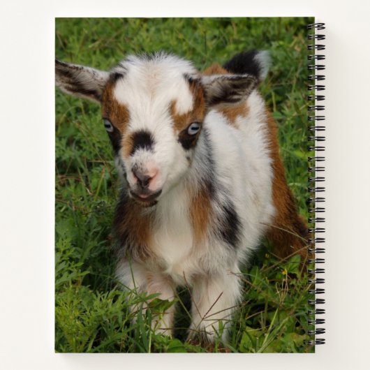 青い目カラフルをしたナイジェリアの矮小ヤギ ノートブック (裏面)