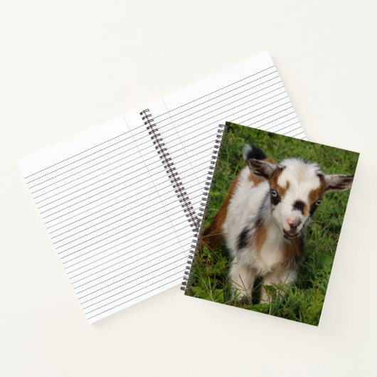 青い目カラフルをしたナイジェリアの矮小ヤギ ノートブック (内部)