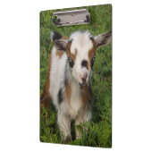 青い目カラフルをしたナイジェリア人矮（わい）ヤギ（がぎ）子（こ） クリップボード (左)