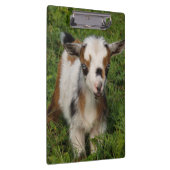 青い目カラフルをしたナイジェリア人矮（わい）ヤギ（がぎ）子（こ） クリップボード (右)