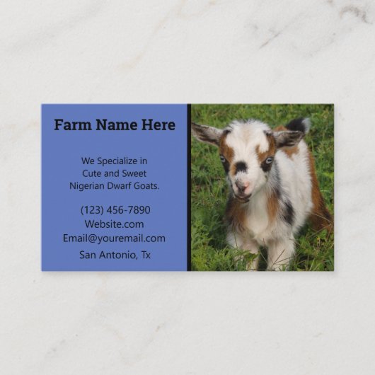 青い目カラフルをしたナイジェリア人矮（わい）ヤギ（がぎ）子（こ） 名刺 (正面)