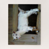 青い目カラフルを持つナイジェリアの矮小山羊 ジグソーパズル (縦)