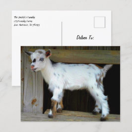 青い目カラフルを持つナイジェリアの矮小山羊 ポストカード