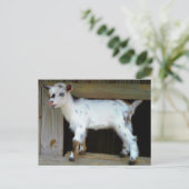 青い目カラフルを持つナイジェリアの矮小山羊 ポストカード (スタンド正面)