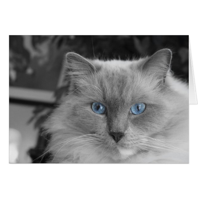 青い目 (正面横)