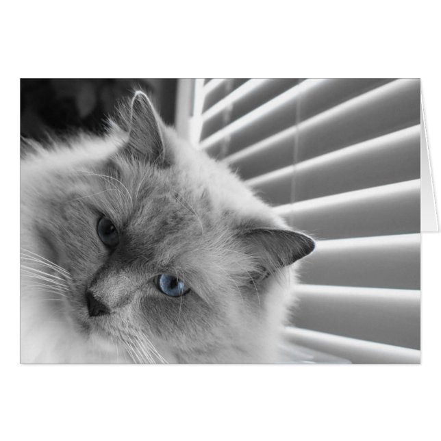 青い目 (正面横)