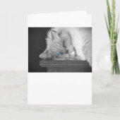 青い目、カード カード (正面)