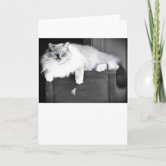 青い目、カード カード (正面)