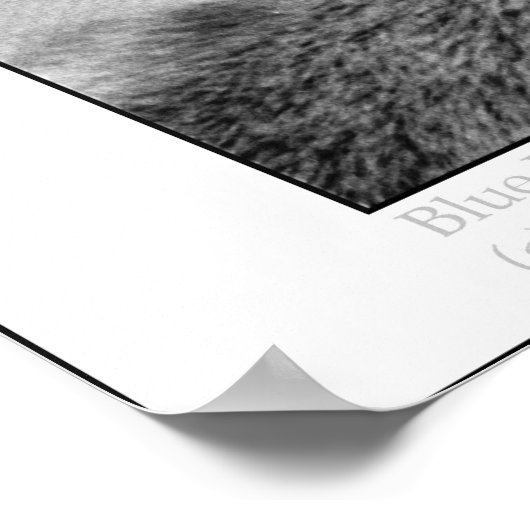 青い目 ポスター (角)