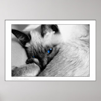 青い目 ポスター