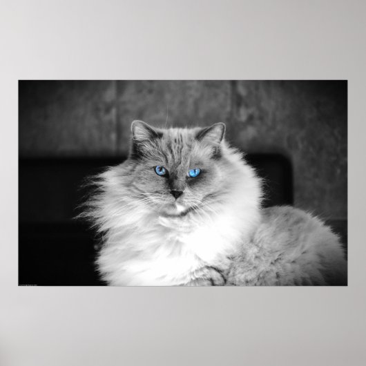 青い目 ポスター (正面)