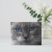 青い目 ポストカード (スタンド正面)