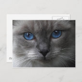 青い目 ポストカード (正面/裏面)