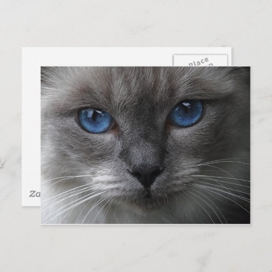 青い目 ポストカード (正面/裏面)