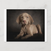 青い目 ポストカード (正面)