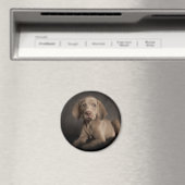 青い目 マグネット (インサイチュ (食洗機))