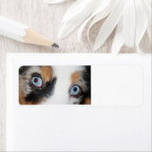 青い目 ラベル (インサイチュ)