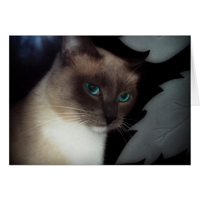 青い目BELLA (正面横)