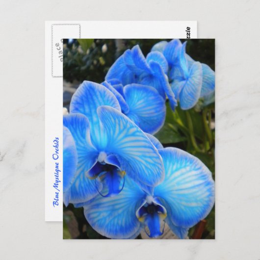 青い神秘性の蘭の郵便はがき ポストカード (正面/裏面)