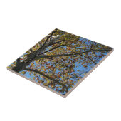 青い空に対して秋のシカモアの木 タイル (側面)