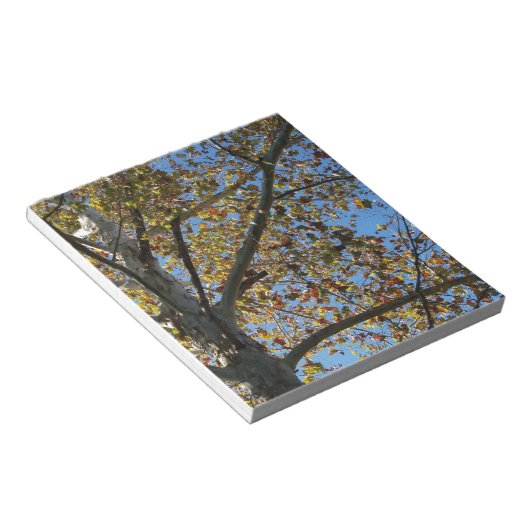 青い空に対して秋のシカモアの木 ノートパッド (アングル)