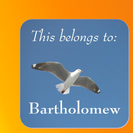 青い空のカモメの写真 スクエアシール