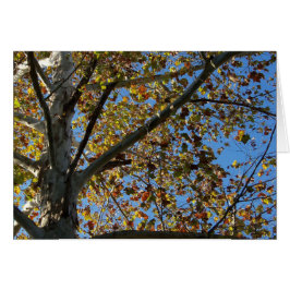 青い空のカードに対して秋のSycamoreツリー