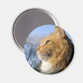 青い空の猫マグネット マグネット (正面/裏面)