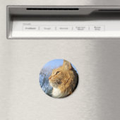 青い空の猫マグネット マグネット (インサイチュ (食洗機))