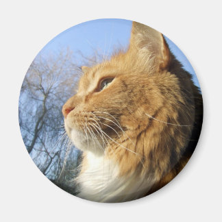 青い空の猫マグネット マグネット