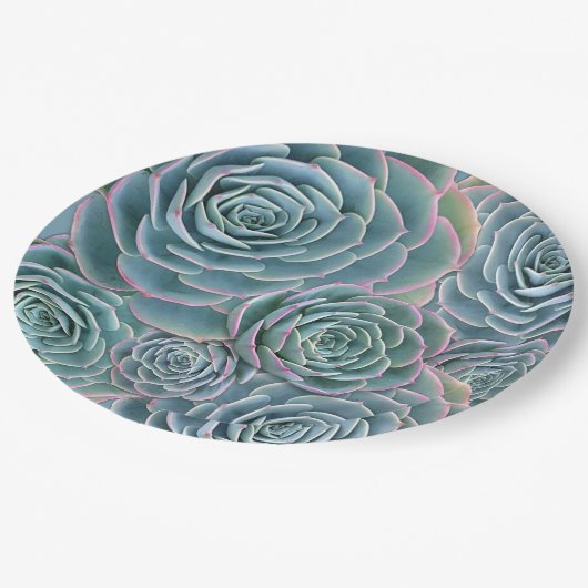 青い緑の多肉大花 ペーパープレート (アングル)