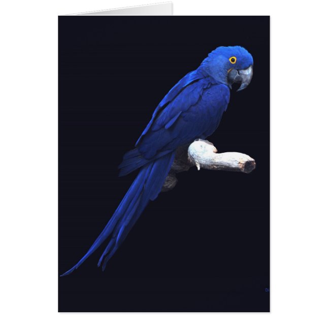 青い美しい (正面)