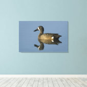 青い翼のティール(緑がかった色)、アナスのdiscors、男性、ポート キャンバスプリント (インサイチュ (ウッドフロア))