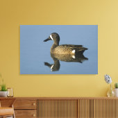 青い翼のティール(緑がかった色)、アナスのdiscors、男性、ポート キャンバスプリント (インサイチュ (リビング))