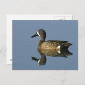 青い翼のティール(緑がかった色)、アナスのdiscors、男性、ポート ポストカード (正面/裏面)