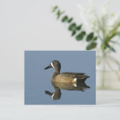 青い翼のティール(緑がかった色)、アナスのdiscors、男性、ポート ポストカード (スタンド正面)