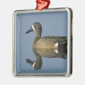 青い翼のティール(緑がかった色)、アナスのdiscors、男性、ポート メタルオーナメント (左)