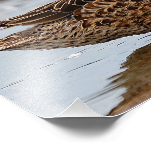 青い翼を持つティール（緑がかった色）の間の特別な瞬間 フォトプリント            (角)