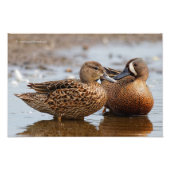 青い翼を持つティール（緑がかった色）の間の特別な瞬間 フォトプリント            (正面)