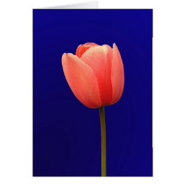 青い背景にオレンジ色のチューリップ花