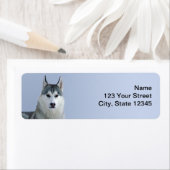 青い背景にシベリアのハスキー ラベル (インサイチュ)