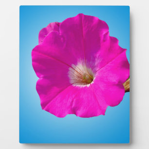 青い背景にピンクのペチュニアの花。 フォトプラーク