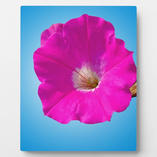 青い背景にピンクのペチュニアの花。 フォトプラーク (正面)