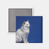 青い背景に座っている猫 マグネット (正面/裏面)