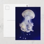 青い背景に白いクラゲの写真はがき ポストカード (正面/裏面)